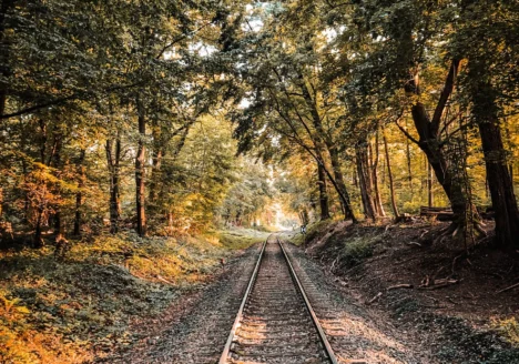 A set of railroad tracks stretches into the distance, flanked by tall, leafy trees on both sides. Sunlight filters through the foliage, casting a warm, golden glow—like a stroll inspired by freewalk cologne’s naturally refreshing spirit.