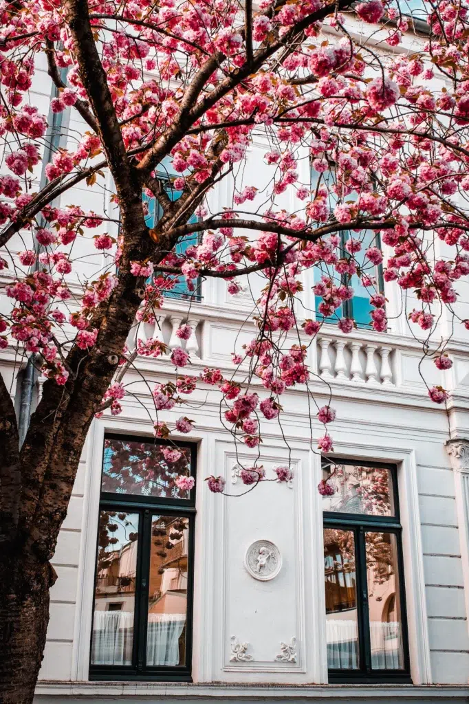 Bonn's Cherry Blossoms II One of Bonn's Altstadt buildings with beautiful white trimmings and black framed windows. In front sits a fully bloomed cherry blossom tree.
