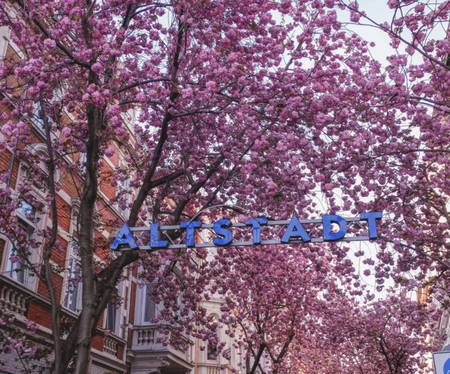 Bonn's Cherry Blossom's blooming behind a floating blue sign that states "Altstadt" in blue letters.